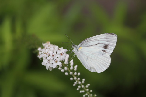 蝶IMG_7181