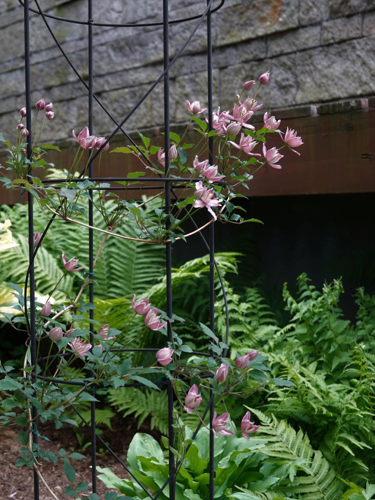クレマチスの開花、桜姫とハンショウヅル and 高原の朝、猫の場合