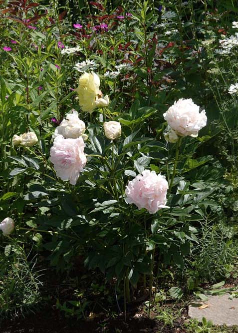芍薬 かぐや姫とボーダーチャーム And ラグドール猫日記 ベルと高原の家 芍薬 かぐや姫とボーダーチャーム And ラグドール猫日記 ベルと高原の家