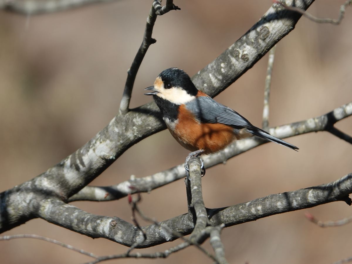 山の家に訪れる野鳥たち ミヤマホオジロなど ベルと高原の家 山の家に訪れる野鳥たち ミヤマホオジロなど ベルと高原の家