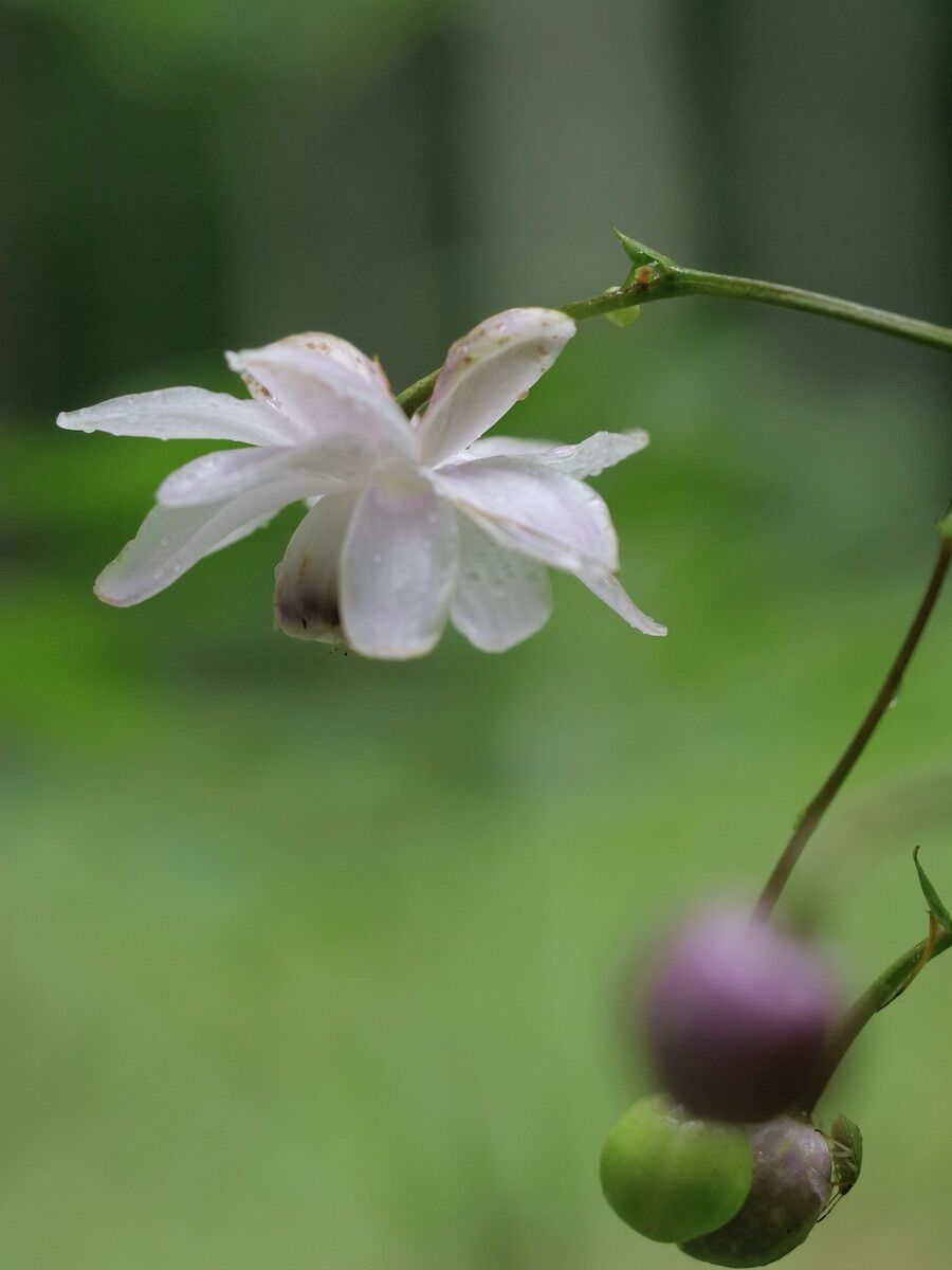 夏の妖精 レンゲショウマ And みーちゃんの髭アート ベルと高原の家