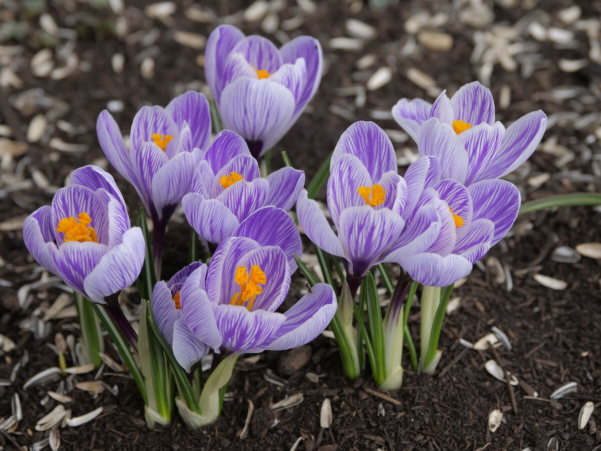 3年目のクロッカス ベルと高原の家