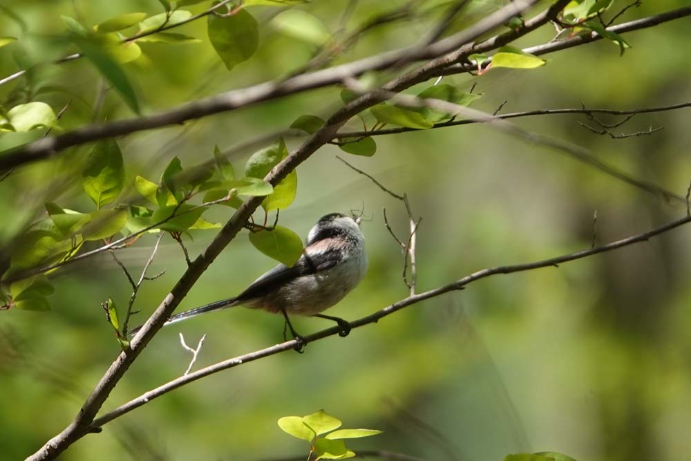 野鳥たちの春 ベルと高原の家 野鳥たちの春 ベルと高原の家