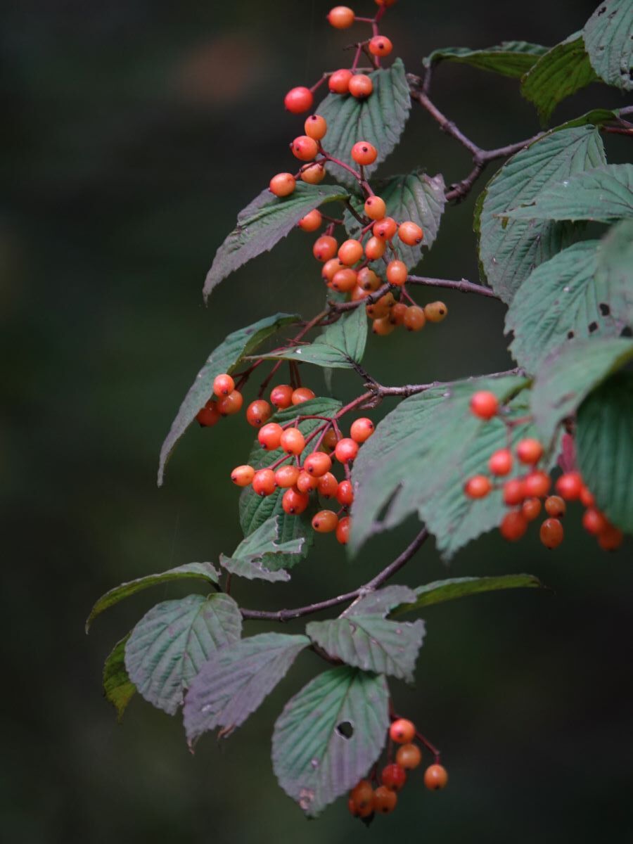 ガマズミが赤くなりました ベルと高原の家