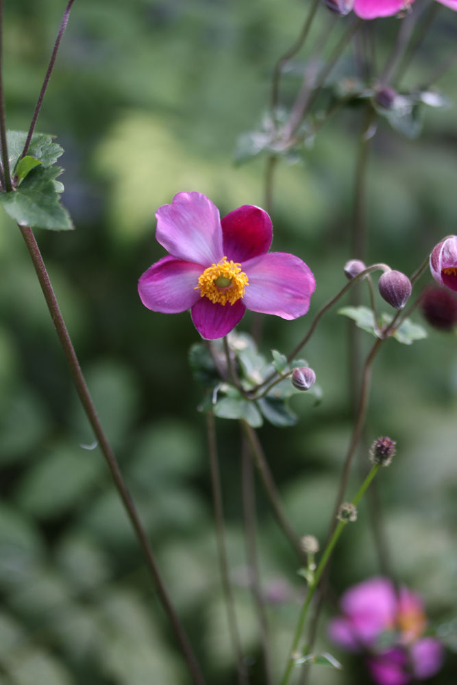 秋はやっぱりシュウメイギク ベルと高原の家