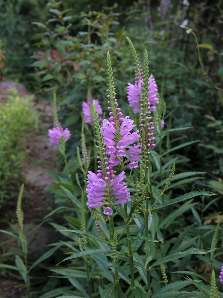 庭の様子 ハナトラノオとハイブリッドサルビア イパネマ ベルと高原の家