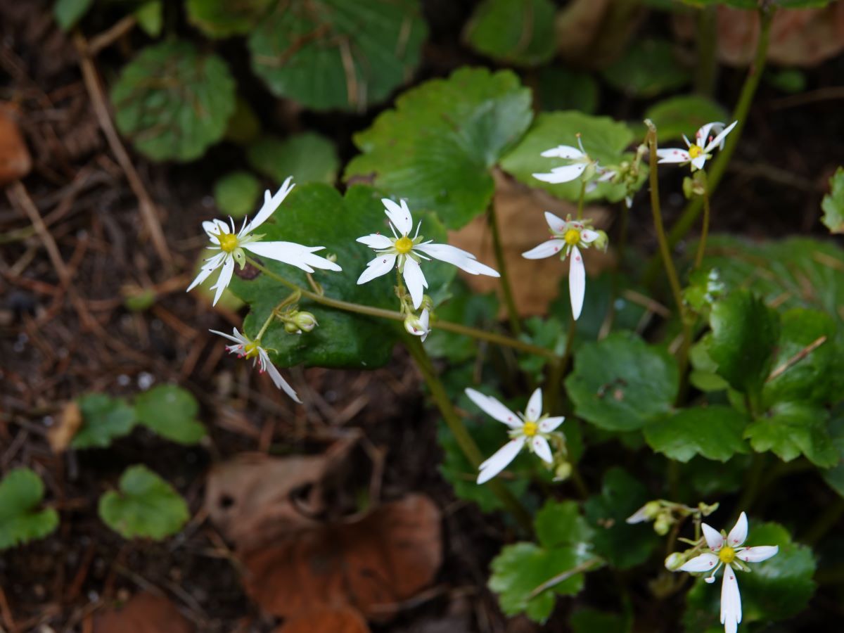 ダイモンジソウが咲き始めました ベルと高原の家
