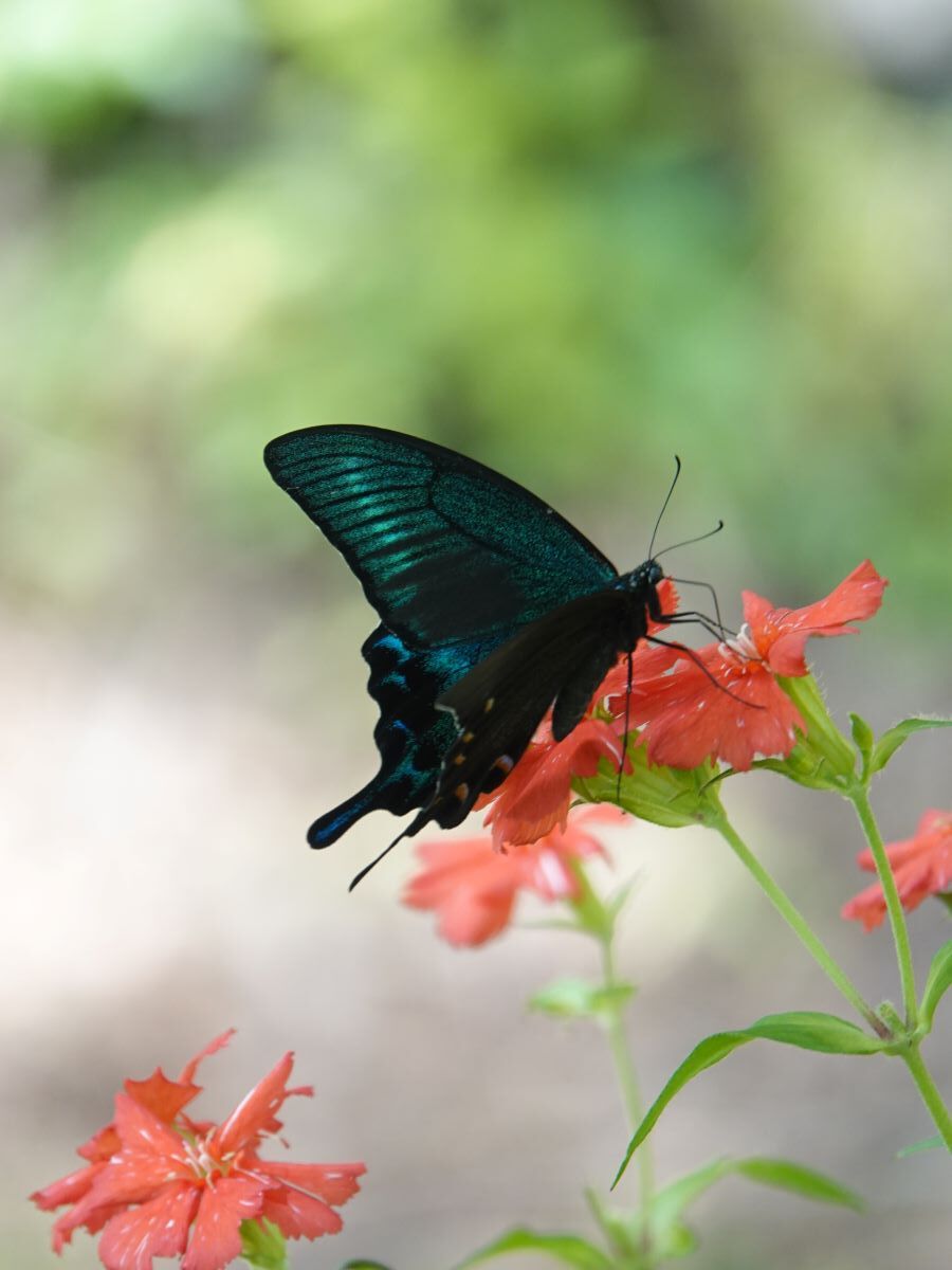 庭の様子 花に集まる蝶たち ベルと高原の家
