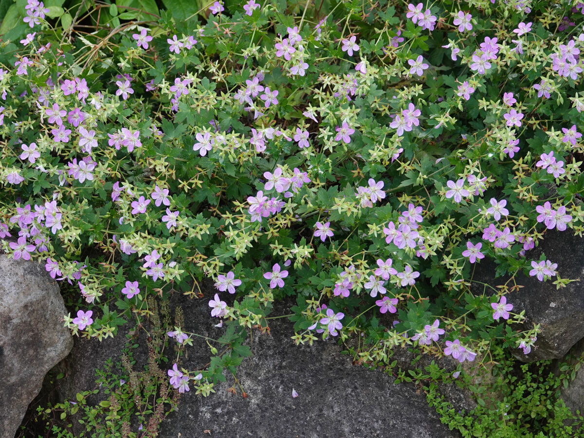 ゲラニウム フェイアンナの魅力 And 今咲いている花たち ベルと高原の家