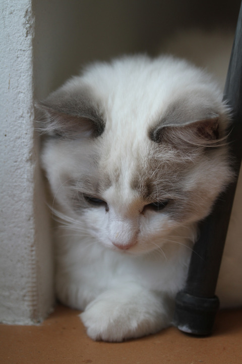 ベルIMG_5331