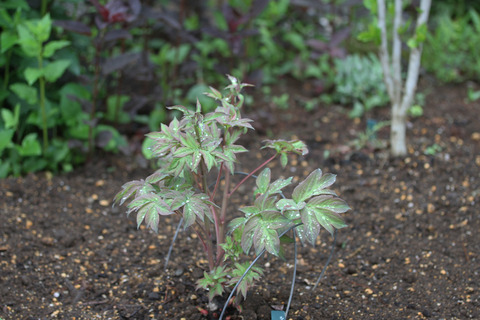 芍薬IMG_1039