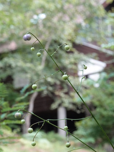 DSC08648