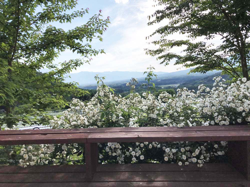 芍薬 かぐや姫とボーダーチャーム And ラグドール猫日記 ベルと高原の家 芍薬 かぐや姫とボーダーチャーム And ラグドール猫日記 ベルと高原の家