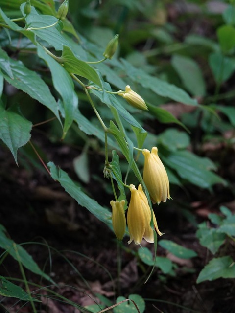 DSC09154