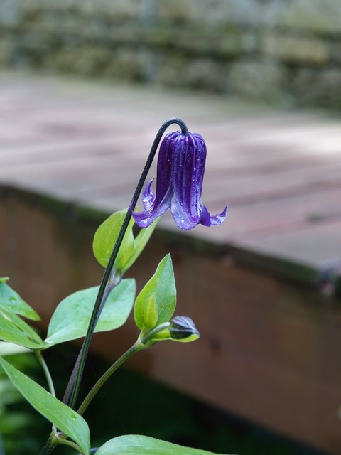 DSC04254
