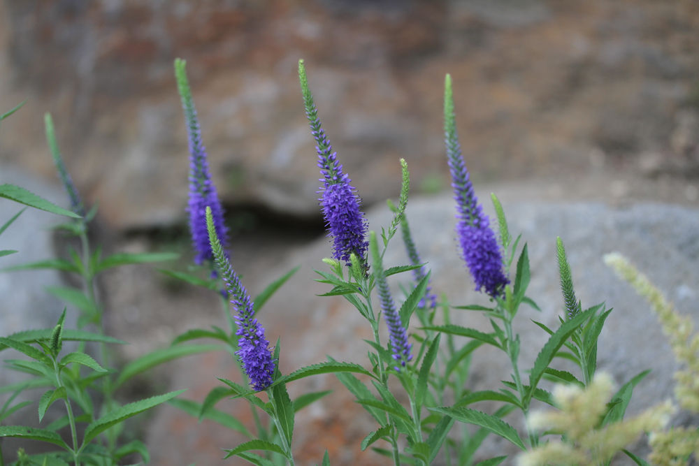 夏の花いろいろ その１ 宿根草10種類 ベルと高原の家