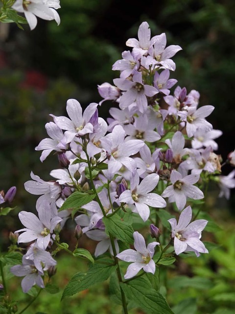 DSC04736