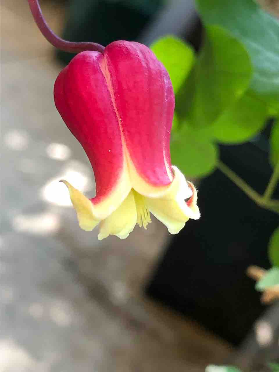 チェリーボンボン ヴィオルナ系 クレマチス 大鉢