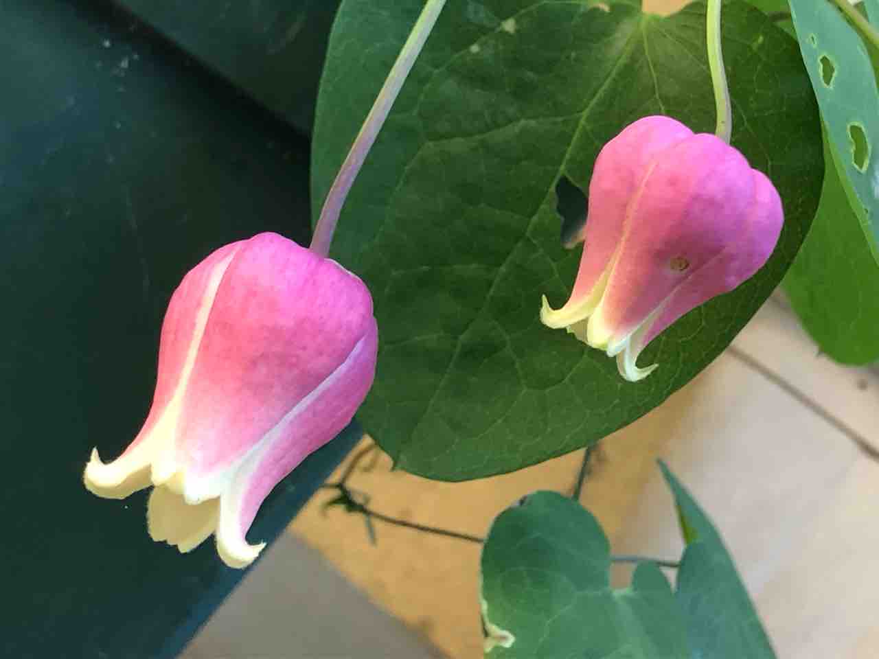 ✿クレマチス チェリーボンボン✿ チェリーボンボン ヴィオルナ系 ✿クレマチス チェリーボンボン✿ チェリーボンボン ヴィオルナ系