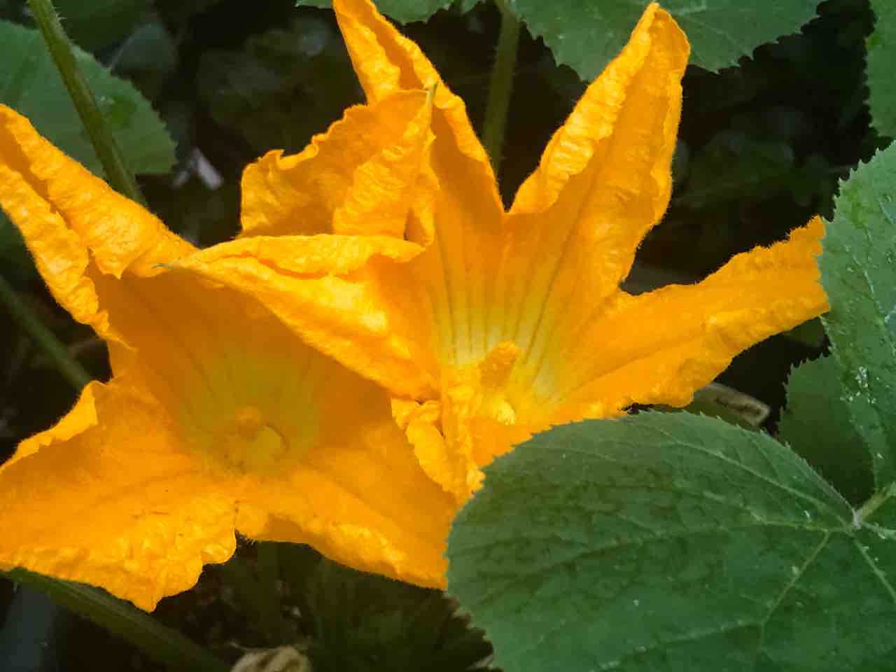 ズッキーニの花 海空 ｎｏａｈ の空