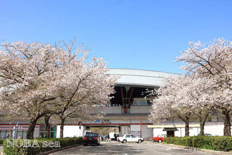 240410-IMG_4290t
