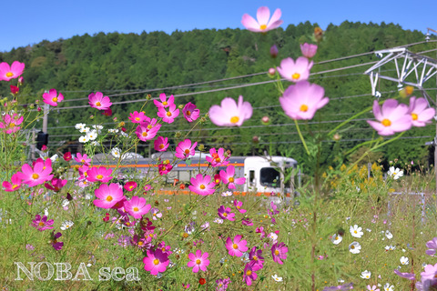 241020-03IMG_1957t-コスモス