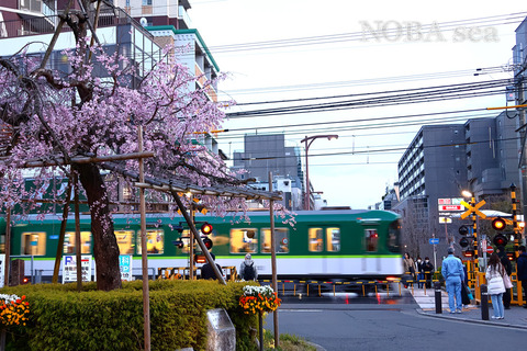 250330-12IMG_5496t-桜