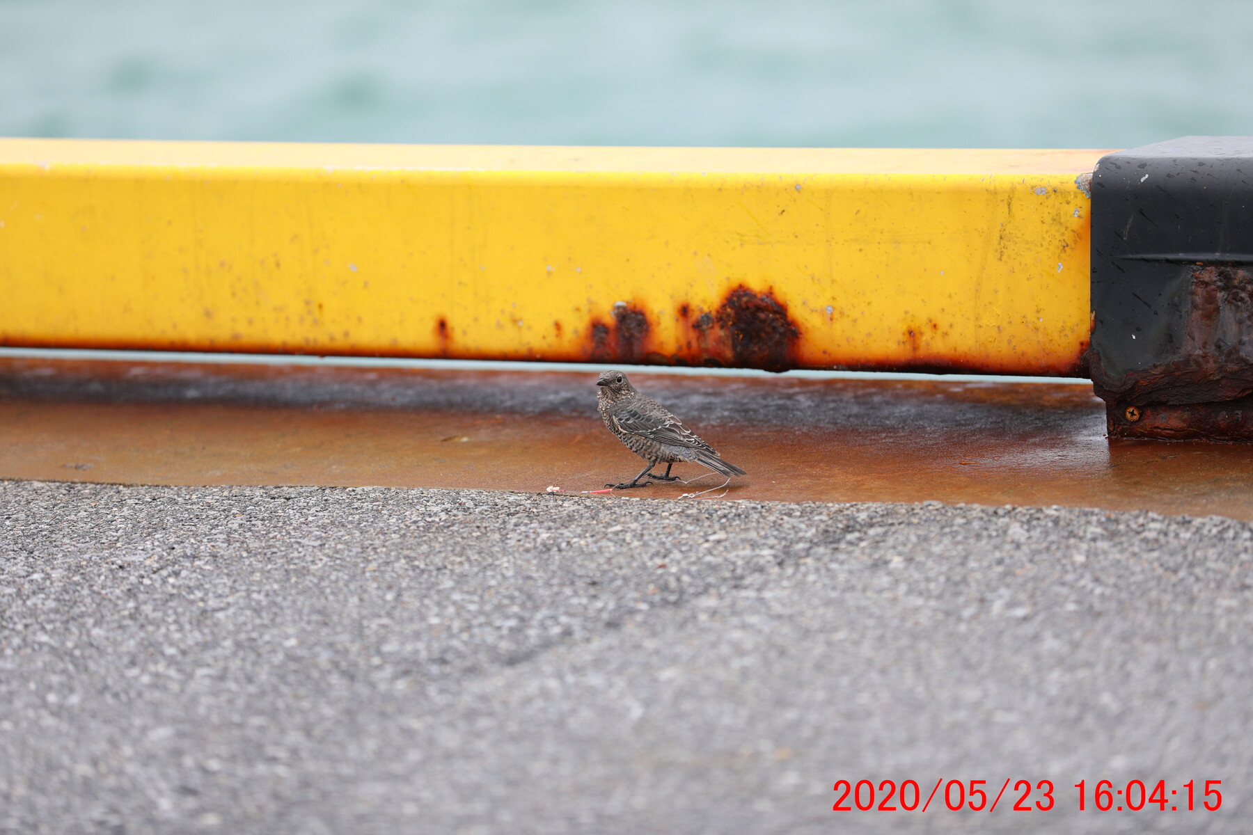 ものを思わぬ釣り人へ勧告 うるま市 与勝