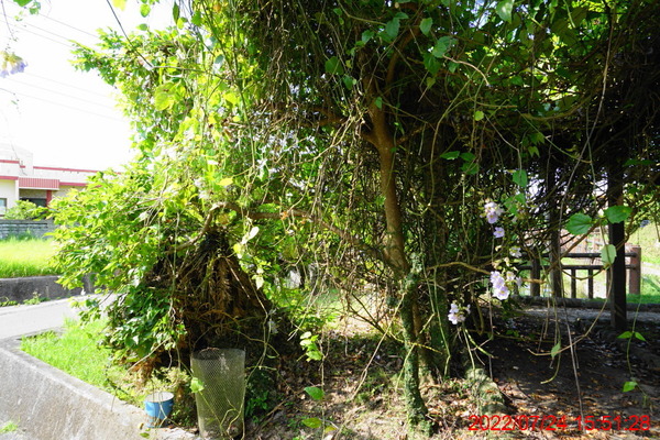 DSC00787_1
