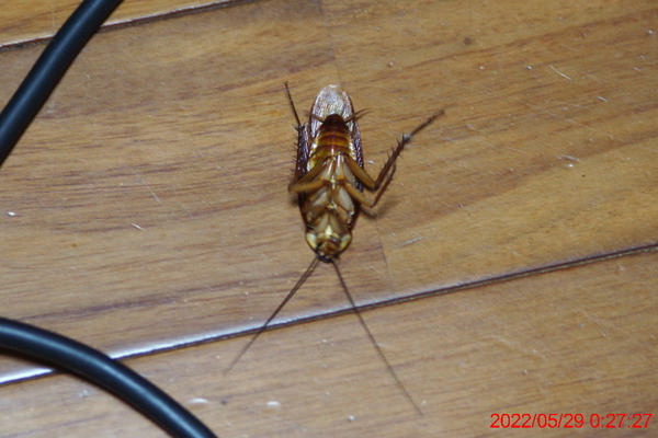 DSC02818_1
