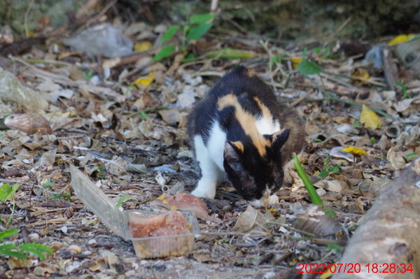 IMGP0417_1