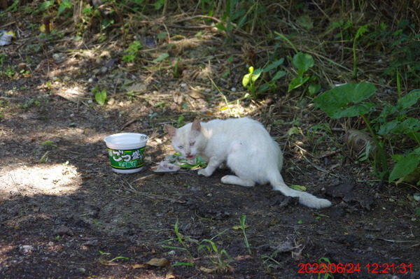 IMGP0379_1_1