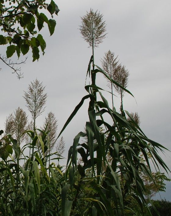 ダンチク 蘆竹 何気ない写真ブログ