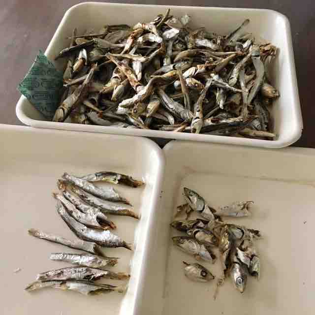 煮干しの作業 クールなおばあちゃん はじめました