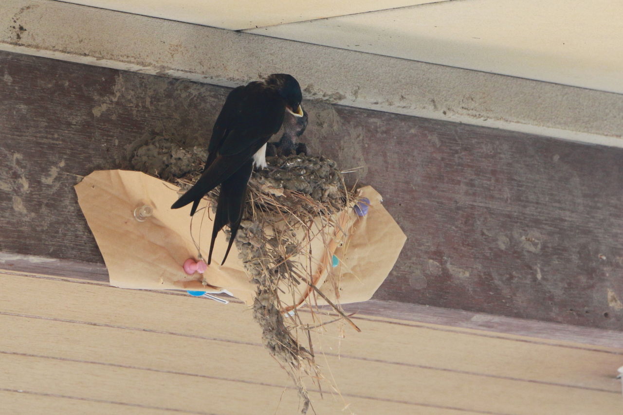 ツバメの子育て Nobitaのblog