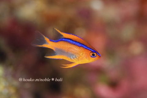 sakana577b031119