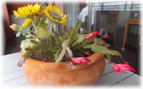 ���㥳�Х��ܥƥ�