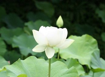 トップ100はくれん 花 すべての美しい花の画像 トップ100はくれん 花 すべての美しい花の画像