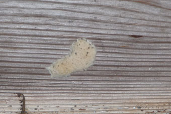 異常発生毛虫はマイマイガ そして田んぼへ 定年教師の農業物語 In 佐渡