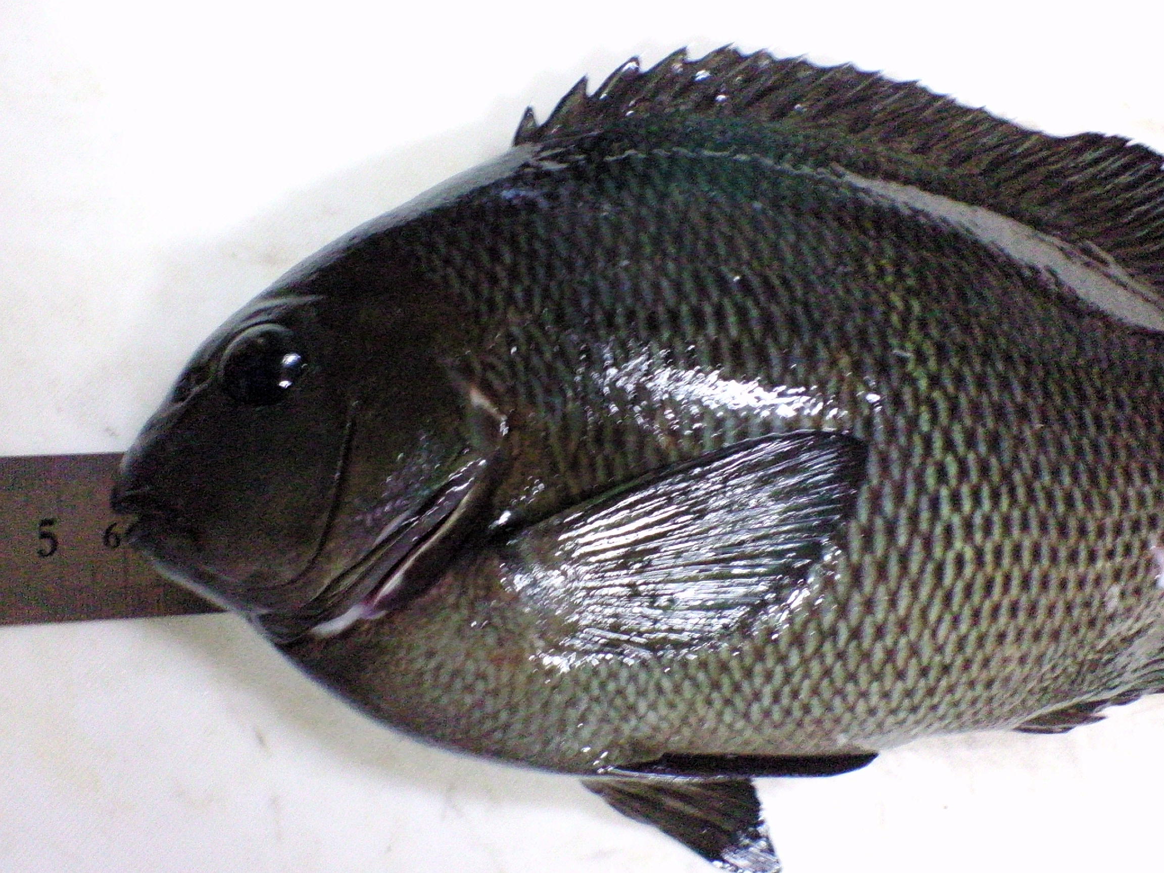 ウシグレの顔面アップ ノボルの魚 養殖日記 グレ釣り日記