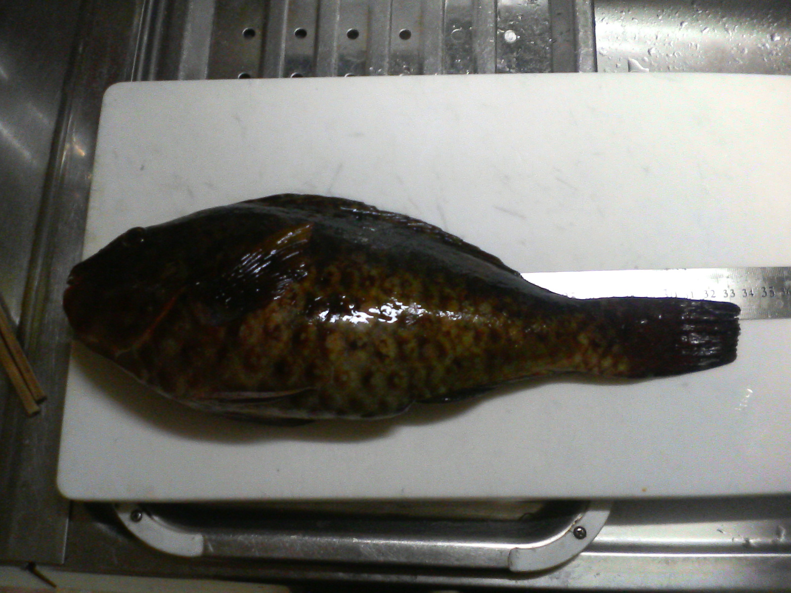 イガミっち ノボルの魚 養殖日記 グレ釣り日記 イガミっち ノボルの魚 養殖日記 グレ釣り日記