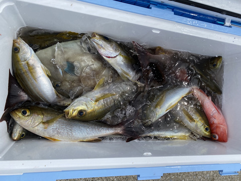 F621C057-41EC-4699-A5AC-DEC93C3B22CC