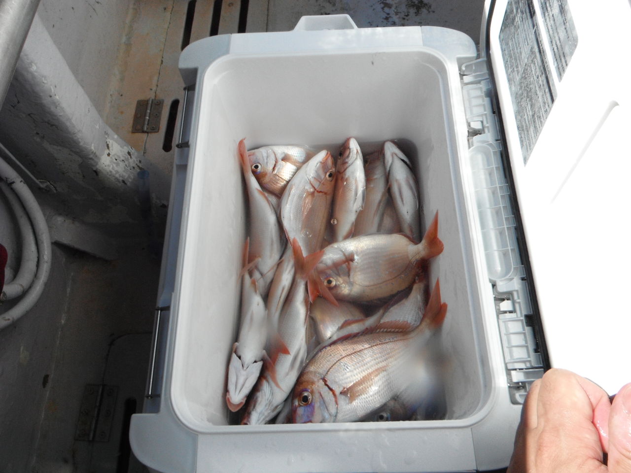 ２０１１年９月１７日 土 第１次ハナダイ五目船 片貝 二三丸 ４強１弱 自転車ｒｉｄｅ 釣りｌｉｆｅ