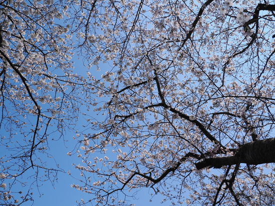 P4032375_PRF