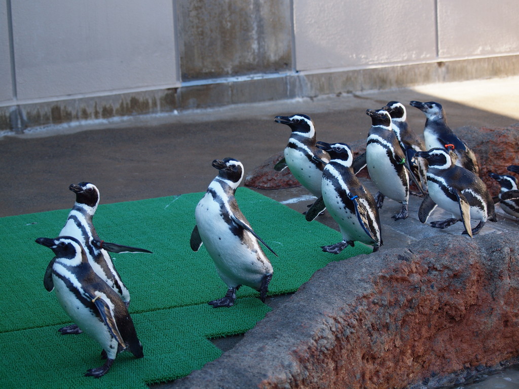 ザ ペンギンズ From Ishikawa Zoo In Daily Life 日常生活の中で ザ ペンギンズ From Ishikawa Zoo In Daily Life 日常生活の中で