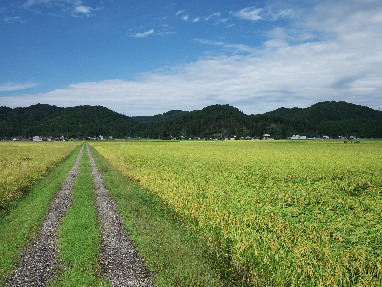 畦道 In Daily Life 日常生活の中で