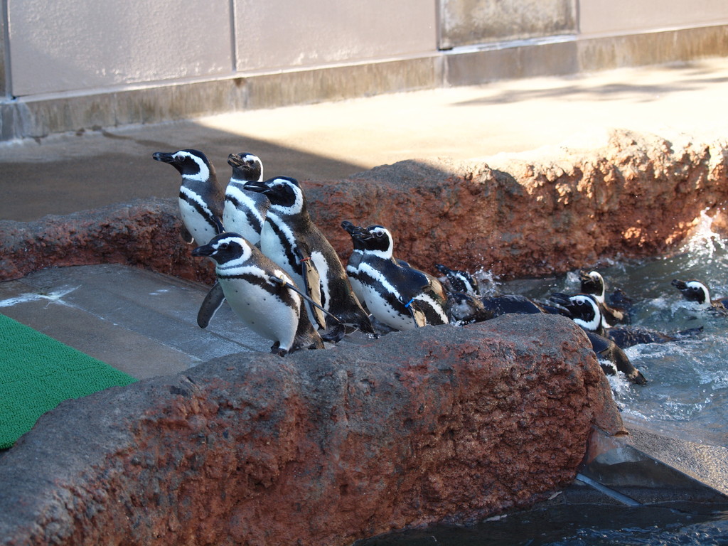 ザ ペンギンズ From Ishikawa Zoo In Daily Life 日常生活の中で