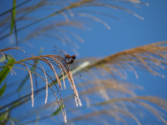 P9270050_PRF