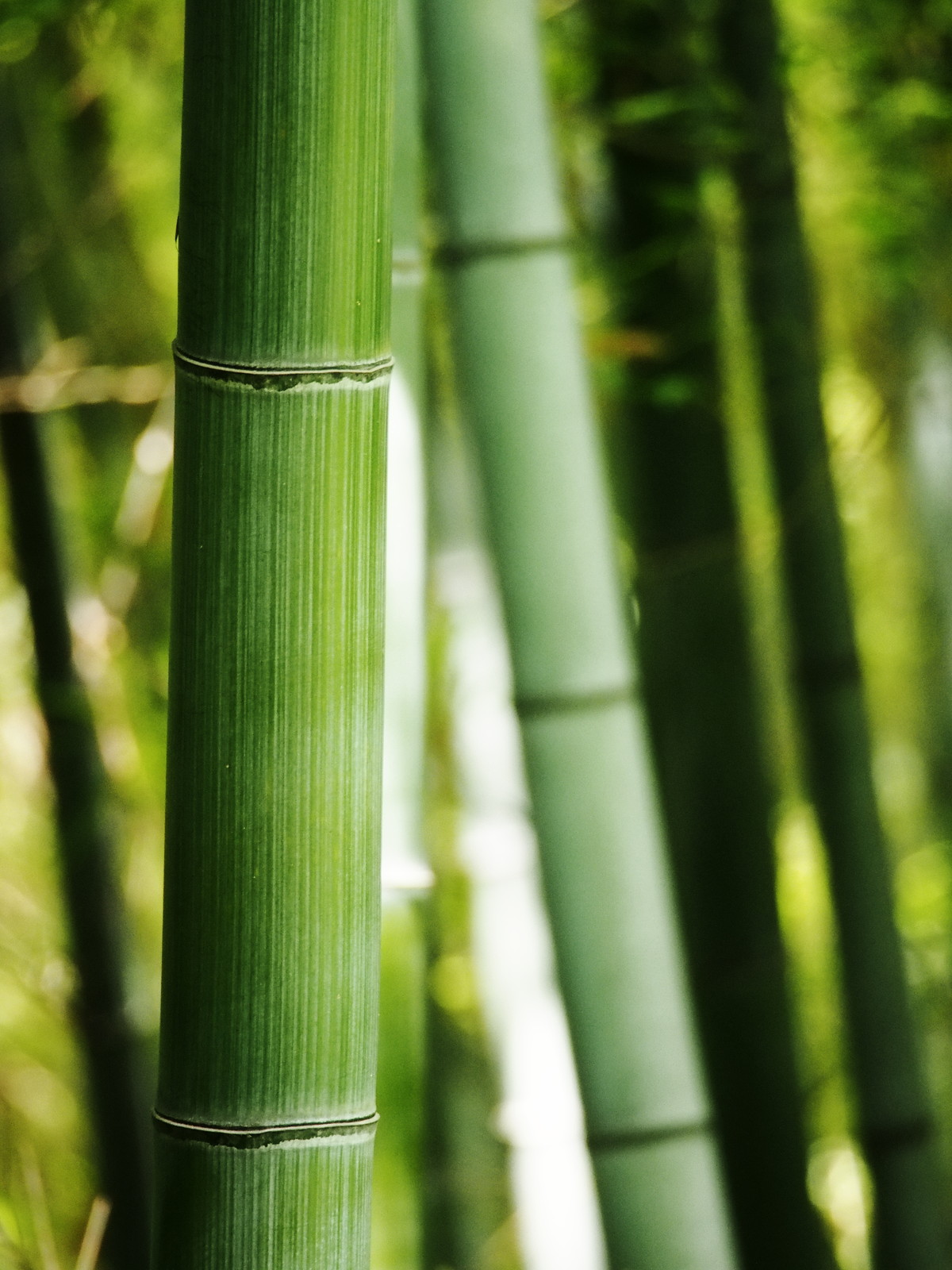 In daily life. ～日常生活の中で～:青竹 - livedoor Blog（ブログ）