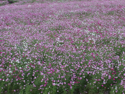 IMGP0534